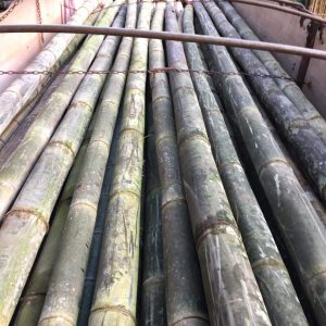 carga-fechada-de-bambu-dendrocalamus-asper-in-natura-01